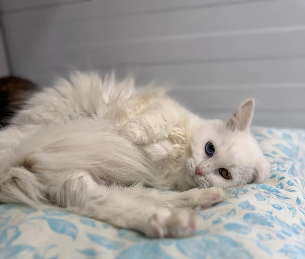 Кошка Букля, кошка, Приют Бирюлево, Москва. Фото 4 из 8.