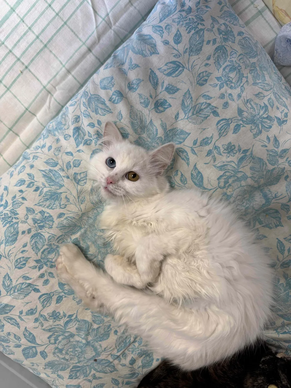 Кошка Букля, кошка, Приют Бирюлево, Москва. Фото 5 из 8.