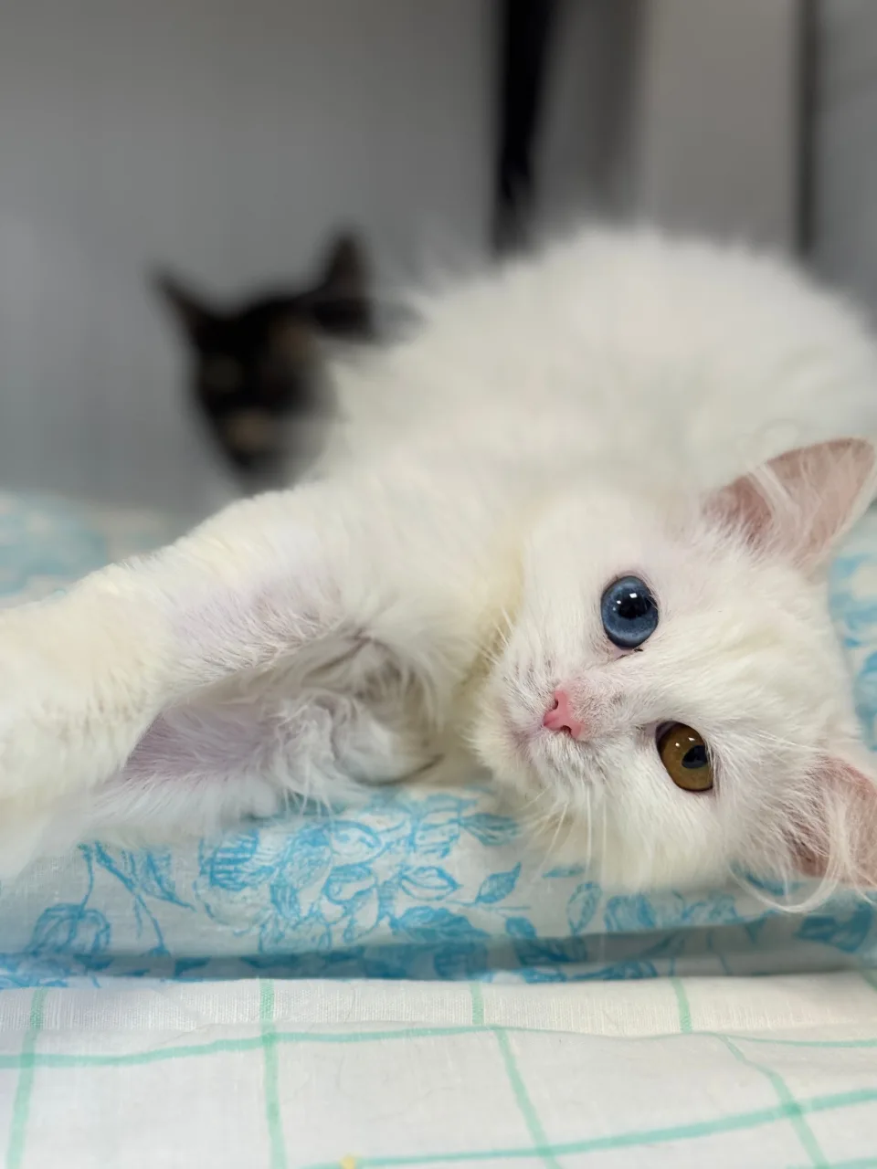 Кошка Букля, кошка, Приют Бирюлево, Москва. Фото 6 из 8.