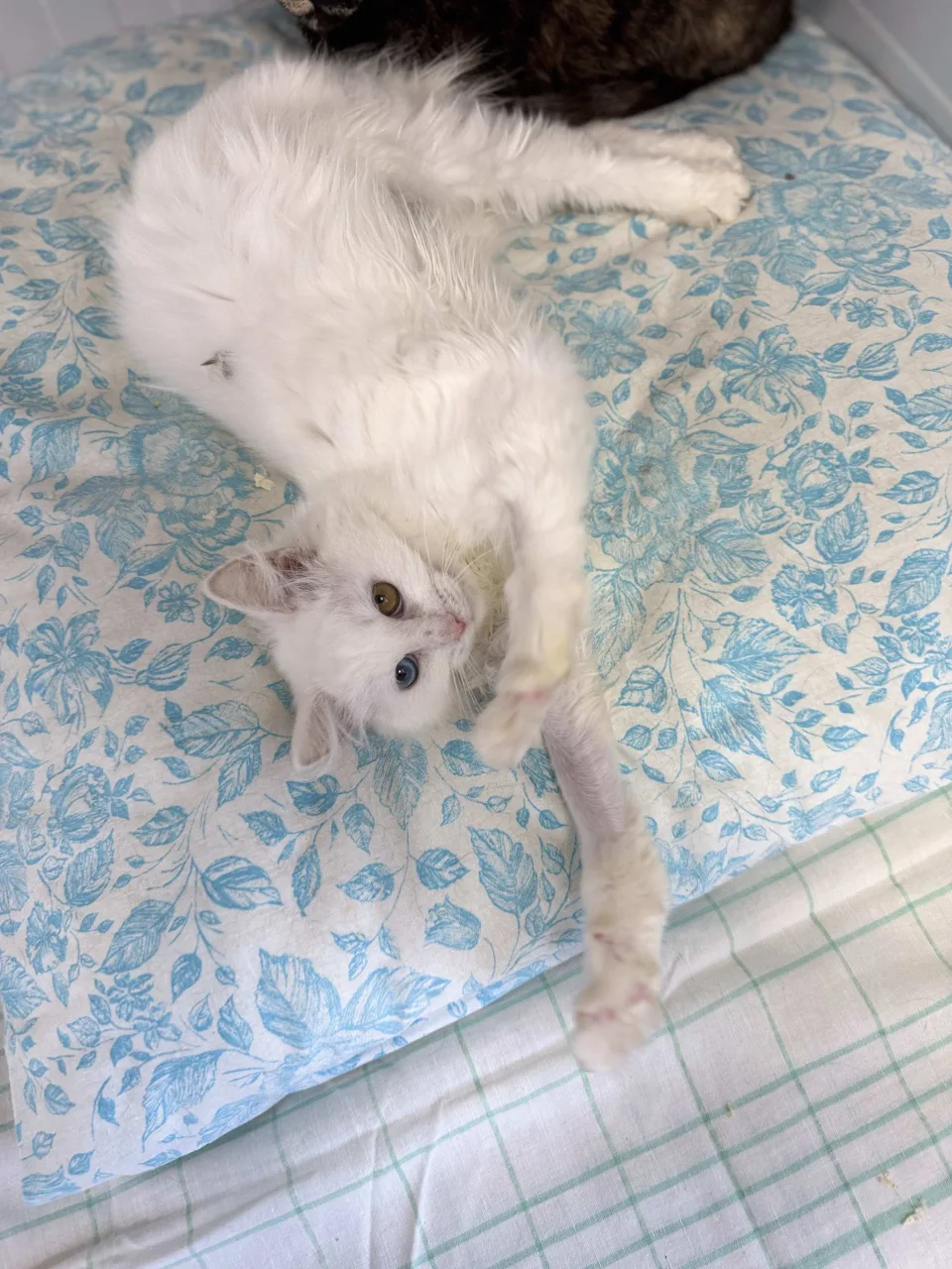 Кошка Букля, кошка, Приют Бирюлево, Москва. Фото 7 из 8.