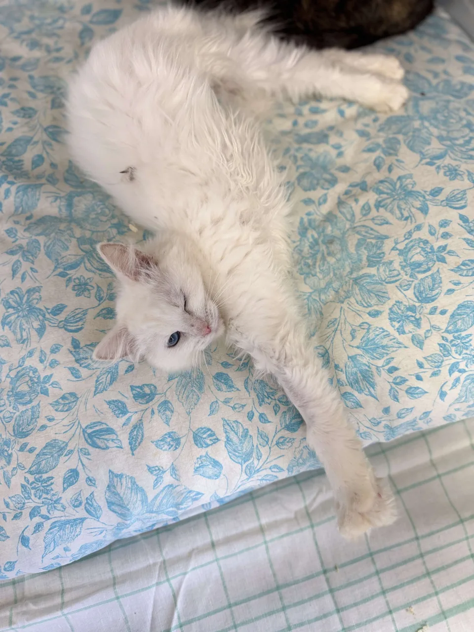 Кошка Букля, кошка, Приют Бирюлево, Москва. Фото 8 из 8.