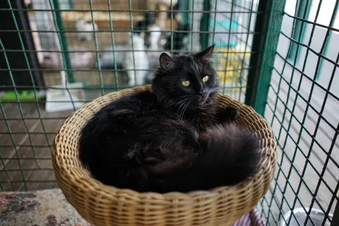 Норис — кошка Около 1 года, Москва