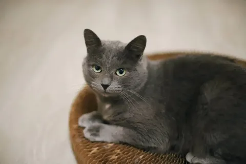 Кабачок — кошка, Москва