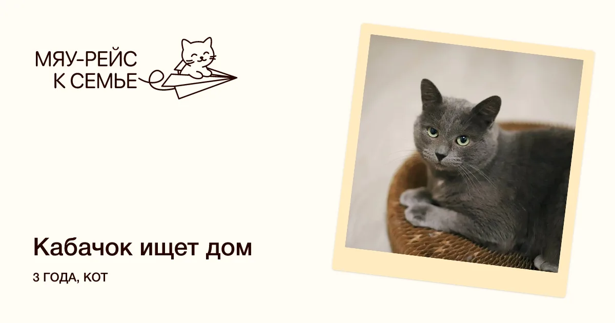 Кошка Кабачок, кот, Meow Family, Москва. Фото 3 из 3.