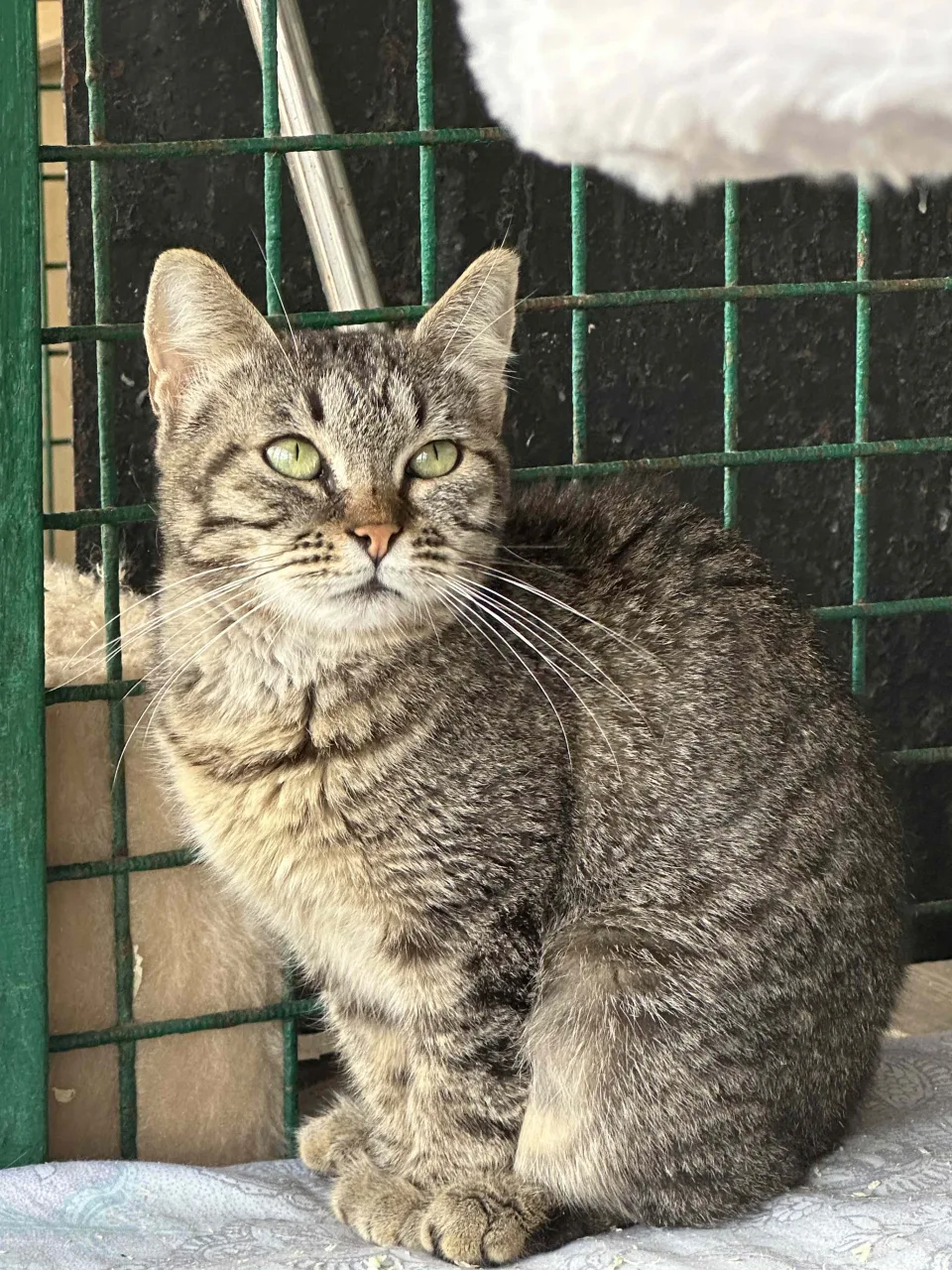 Кошка Шпунтик, кот, Приют Бирюлево, Москва. Фото 3 из 9.