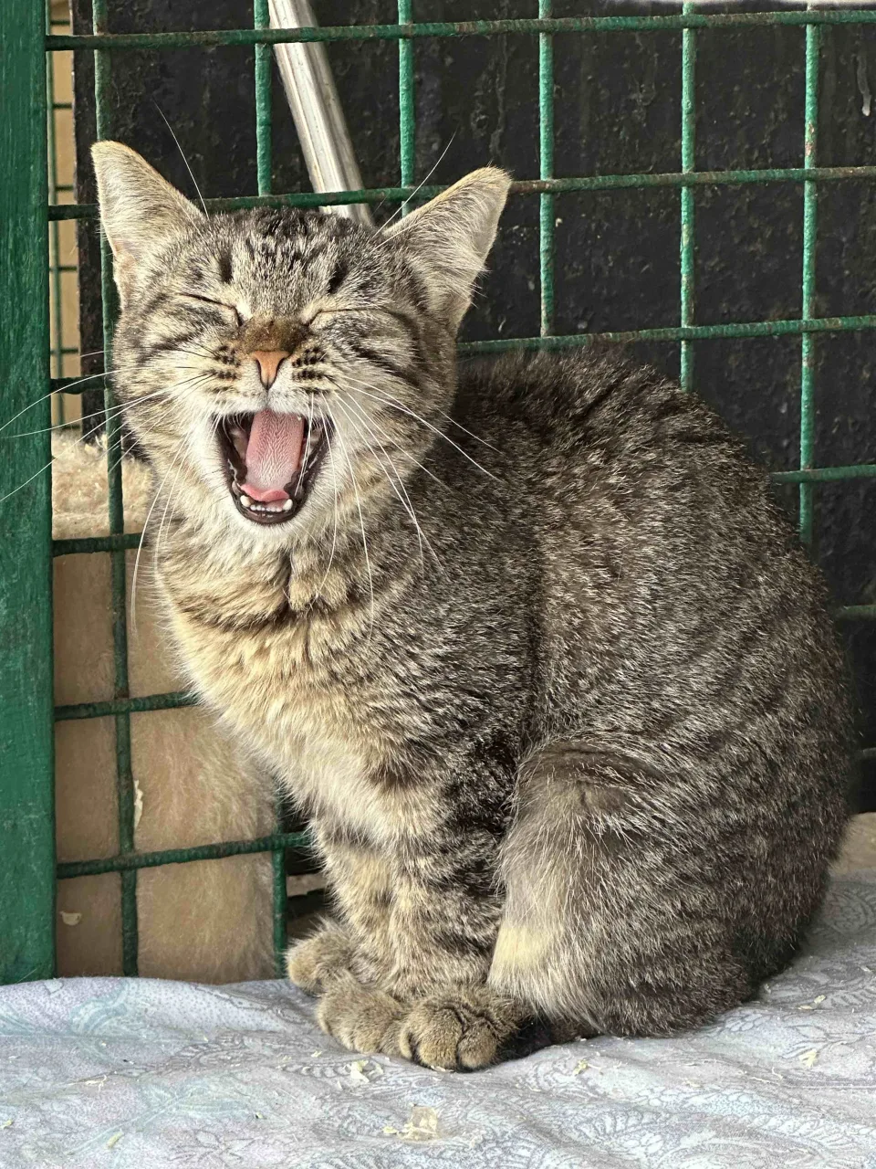 Кошка Шпунтик, кот, Приют Бирюлево, Москва. Фото 4 из 9.