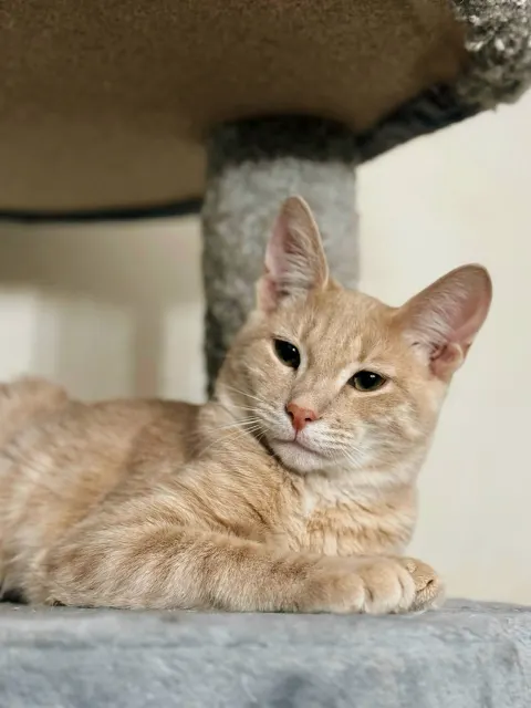Миндаль — кошка, Москва
