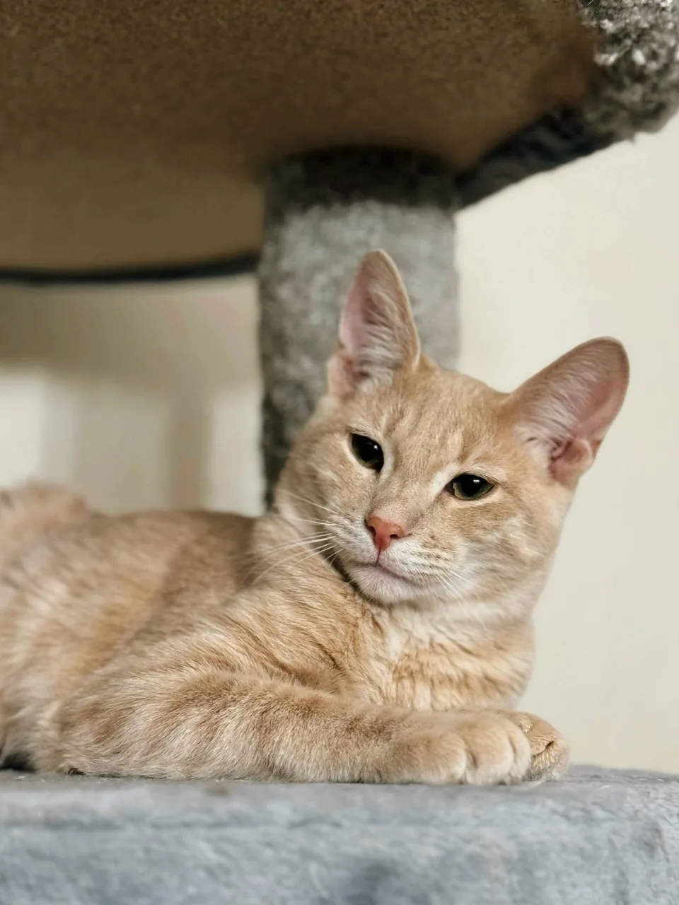 Кошка Миндаль, кот, Meow Family, Москва. Фото 3 из 6.