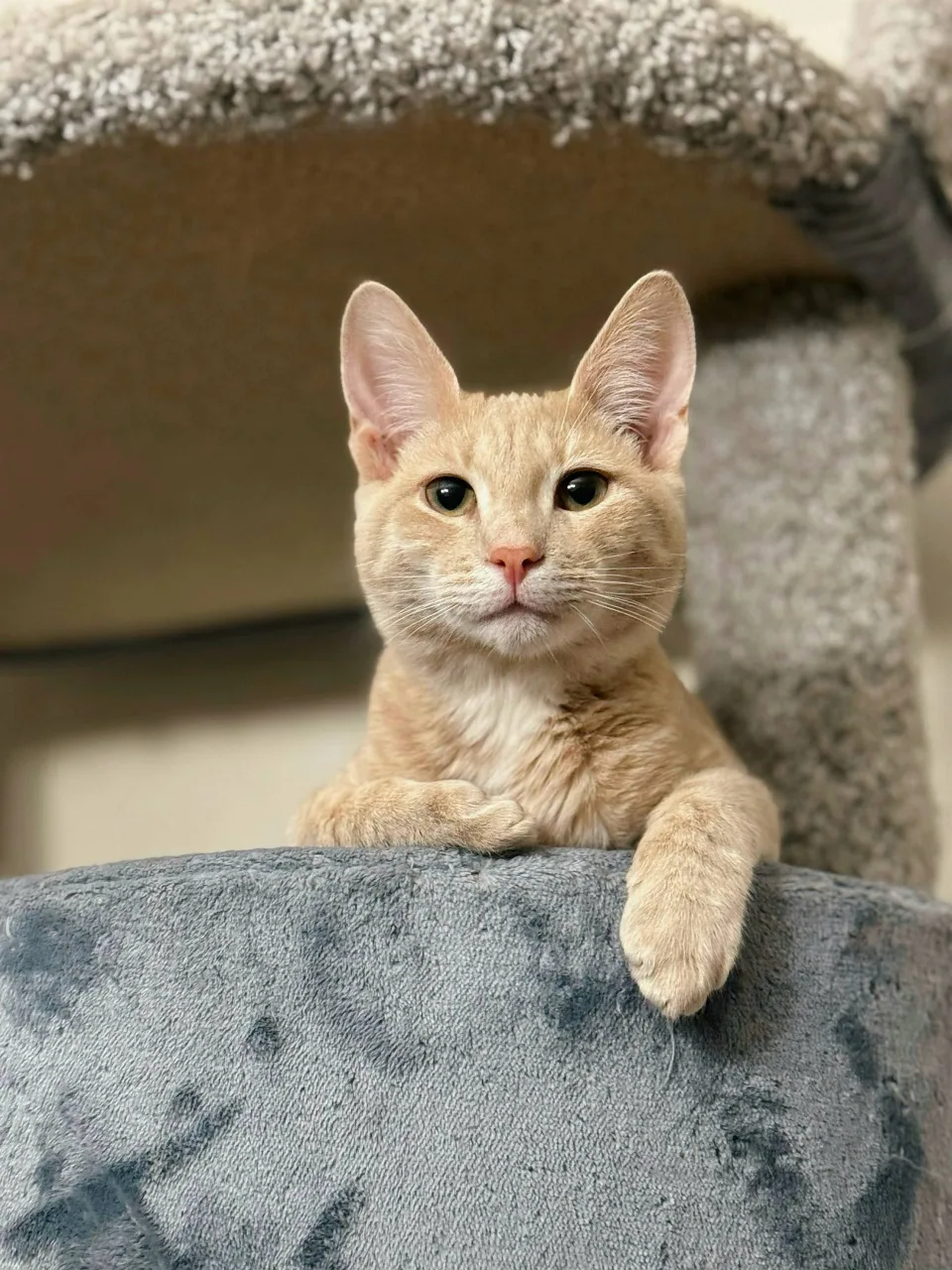 Кошка Миндаль, кот, Meow Family, Москва. Фото 4 из 6.