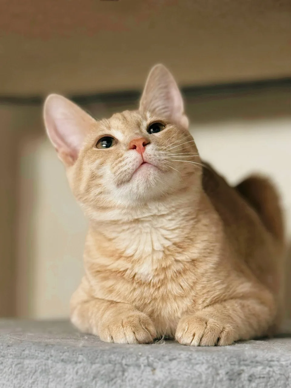 Кошка Миндаль, кот, Meow Family, Москва. Фото 5 из 6.