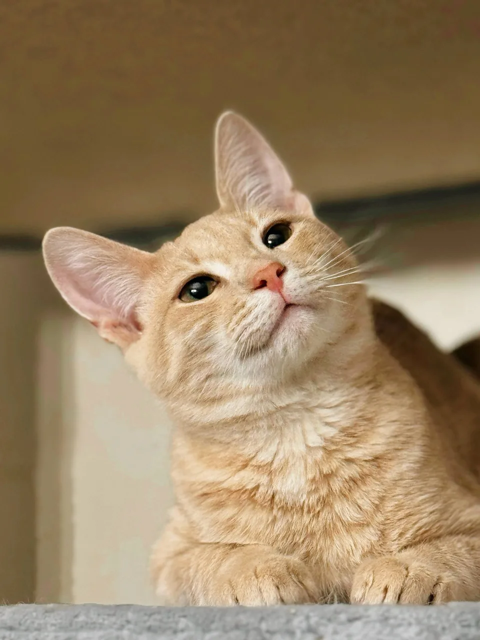 Кошка Миндаль, кот, Meow Family, Москва. Фото 6 из 6.