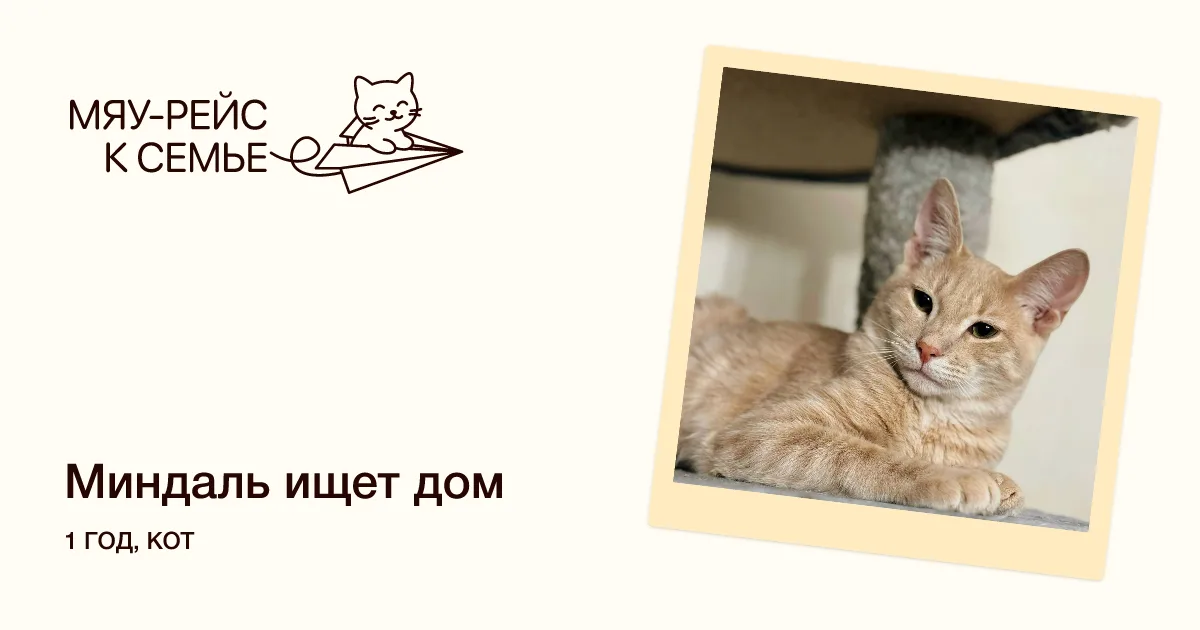 Кошка Миндаль, кот, Meow Family, Москва. Фото 1 из 7.
