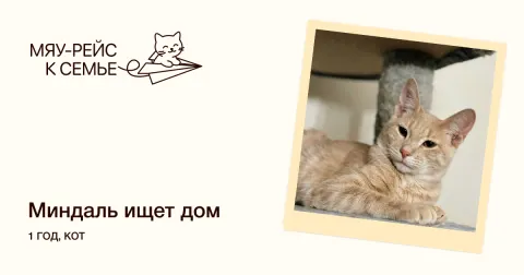 Миндаль — кошка Около 1 года, Москва