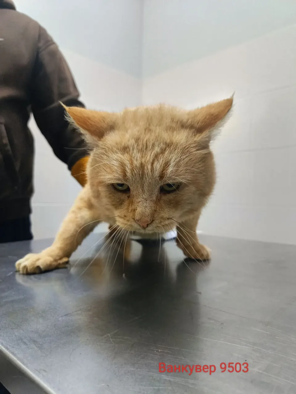 Кошка Ванкувер, кот, Приют Малинки (Кожухово), Москва. Фото 1 из 1.