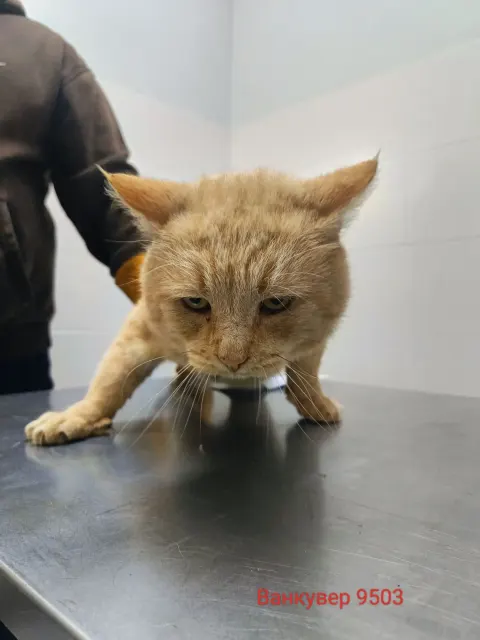 Ванкувер — кошка Около 5 лет, Москва