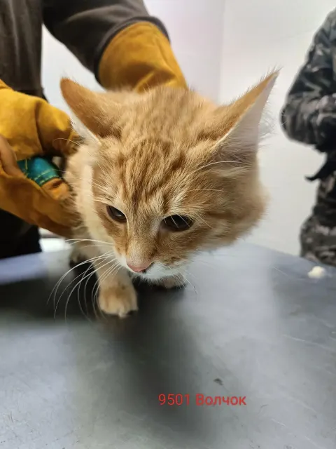 Волчок — кошка Около 3 лет, Москва