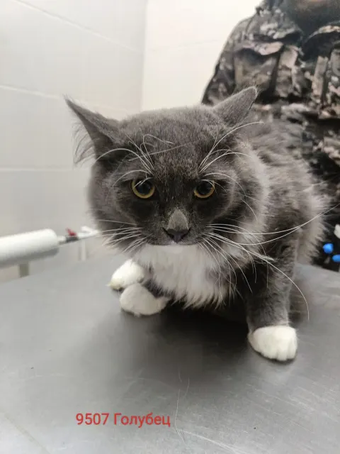 Голубец — кошка Около 4 лет, Москва