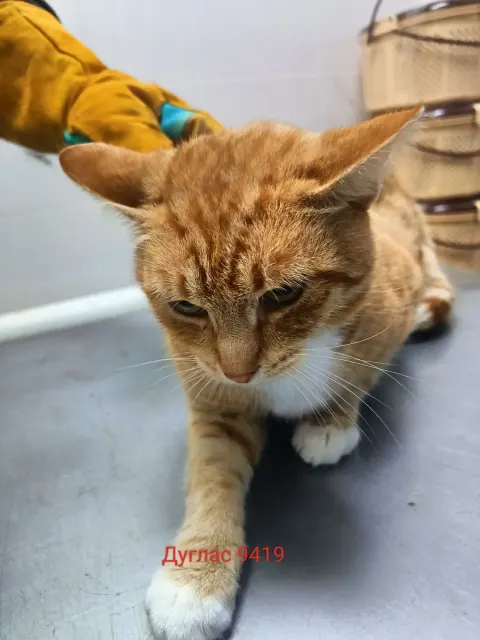 Дуглас — кошка Около 4 лет, Москва