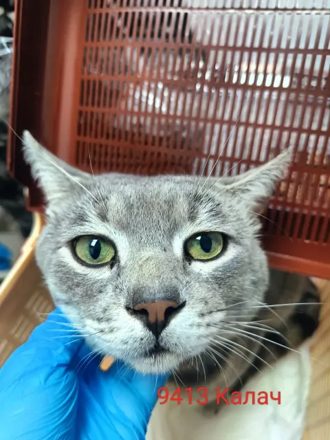 Калач — кошка Около 5 лет, Москва