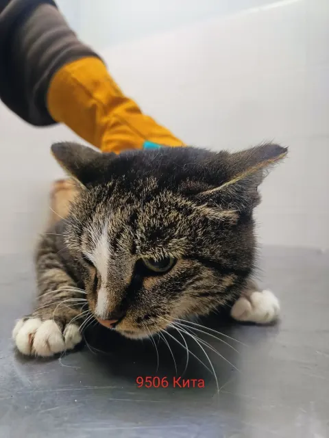 Кита — кошка Около 7 лет, Москва