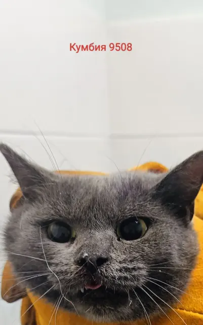 Кумбия — кошка Около 4 лет, Москва
