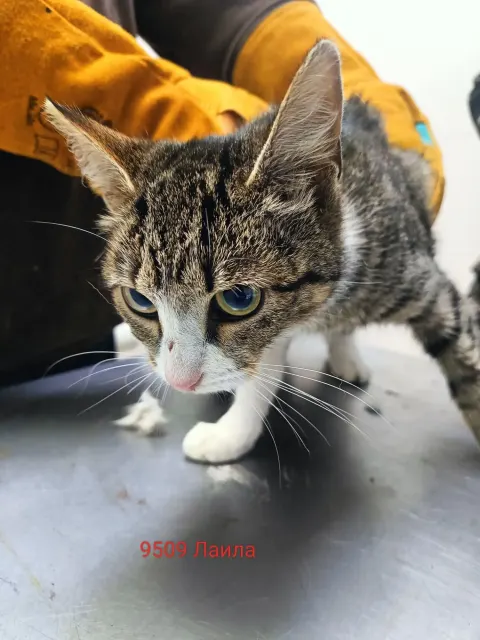 Лайла — кошка Около 3 лет, Москва