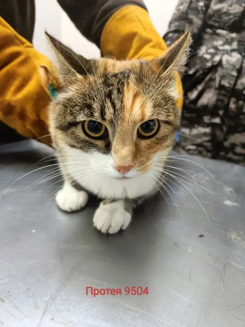 Протея — кошка Около 3 лет, Москва