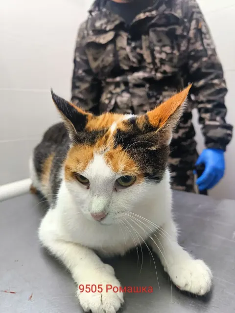 Ромашка — кошка Около 3 лет, Москва