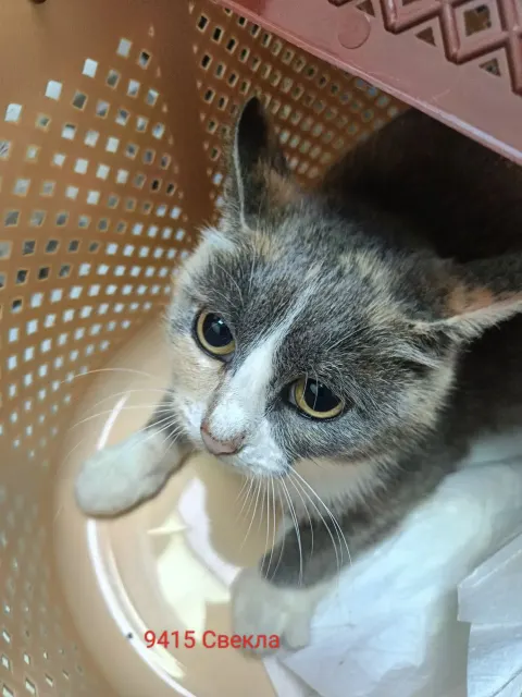 Свекла — кошка Около 5 лет, Москва