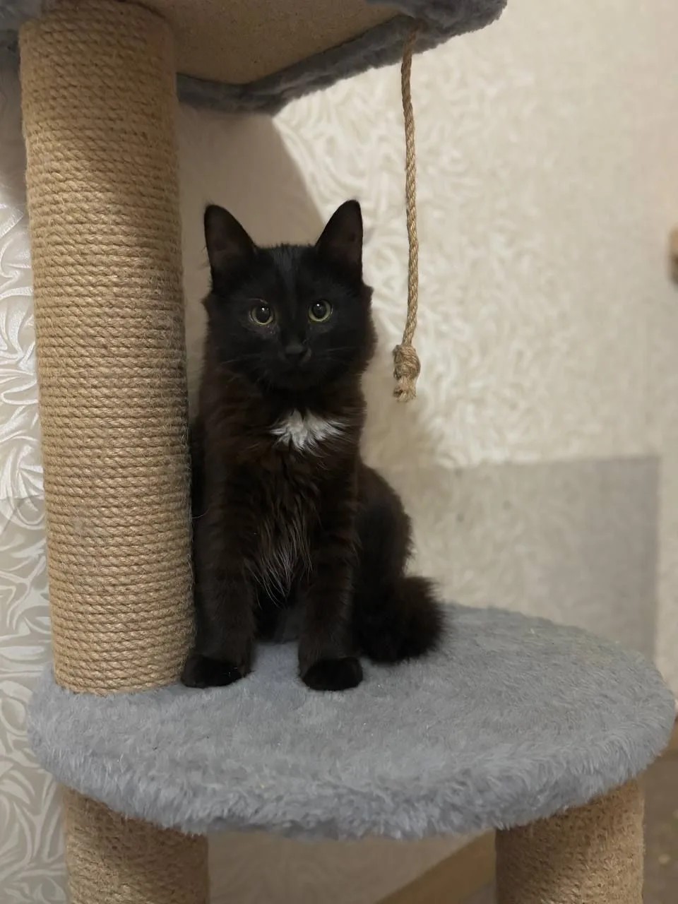 Кошка Брускетта, кошка, Meow Family, Москва. Фото 2 из 5.