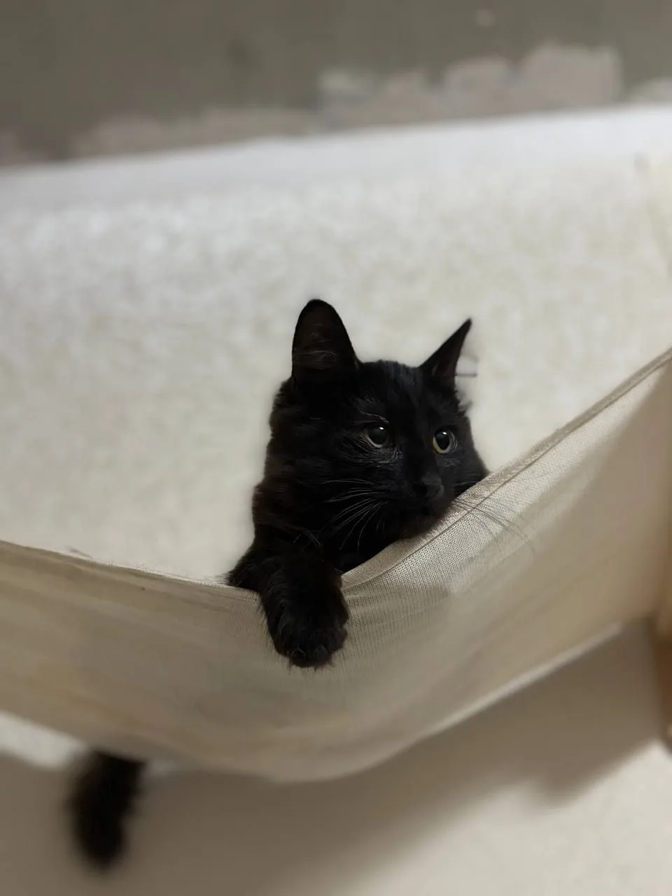 Кошка Брускетта, кошка, Meow Family, Москва. Фото 3 из 5.