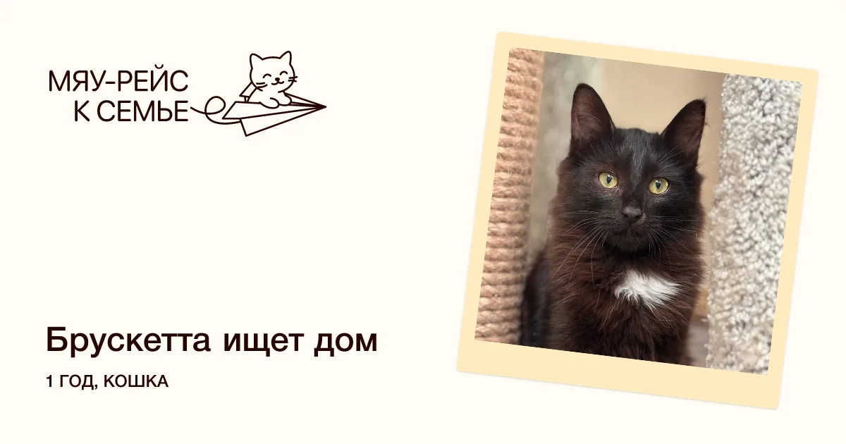 Кошка Брускетта, кошка, Meow Family, Москва. Фото 1 из 6.