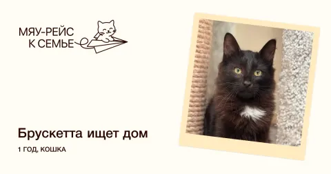 Брускетта — кошка Около 1 года, Москва