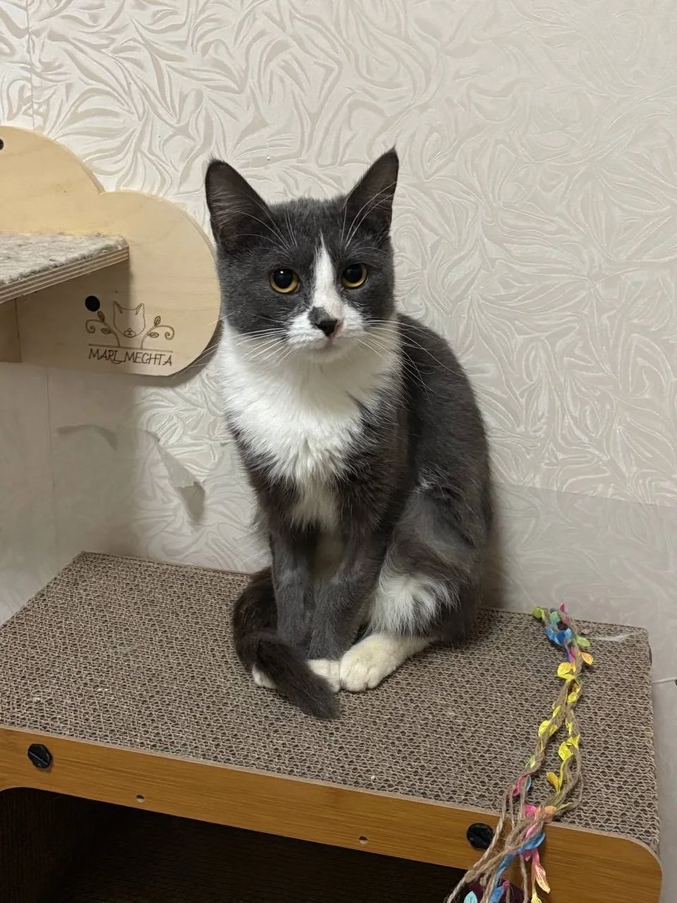 Кошка Асаи, кошка, Meow Family, Москва. Фото 2 из 3.