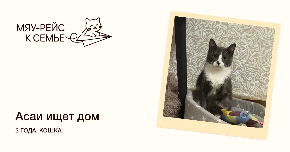 Кошка Асаи, кошка, Meow Family, Москва. Фото 1 из 4.