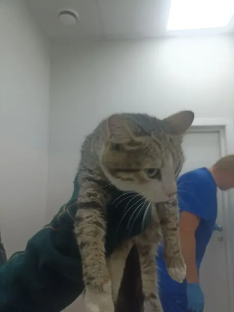 Барсик — кошка Около 2 лет, Москва