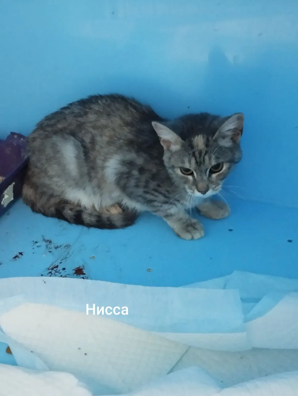 Кошка Нисса, кошка, Приют Малинки (Кожухово), Москва. Фото 1 из 1.