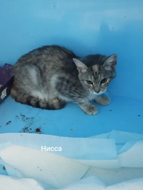 Нисса — кошка Около 1 года, Москва