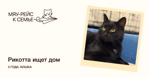 Рикотта — кошка Около 3 лет, Москва