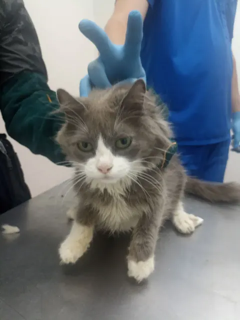Ночка — кошка Около 1 года, Москва