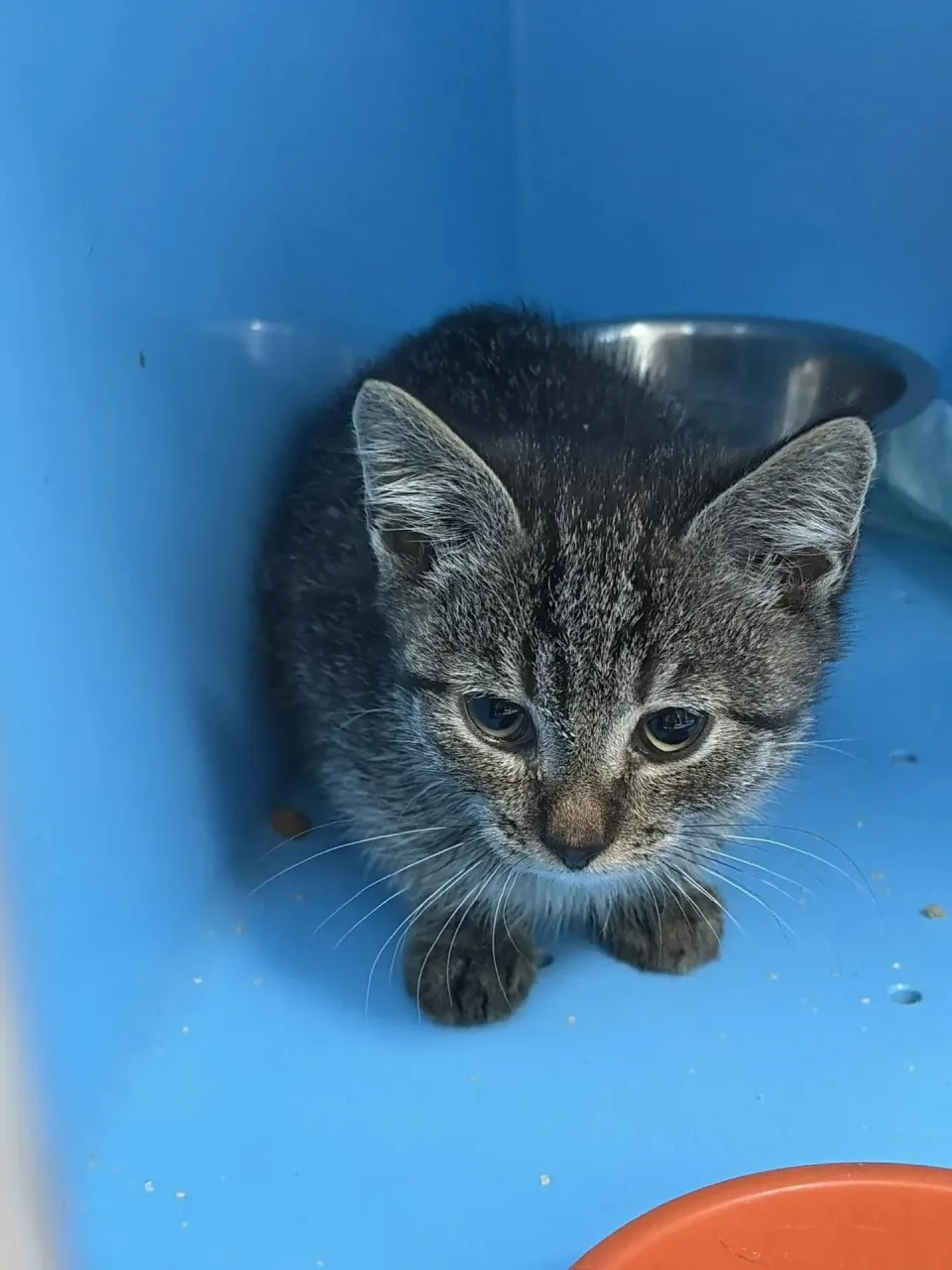 Кошка Папайя, кошка, Приют Малинки (Кожухово), Москва. Фото 1 из 1.
