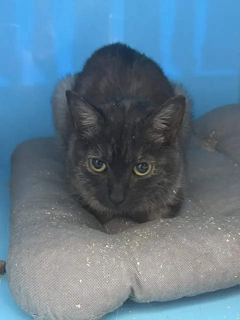 Сальвия — кошка Около 3 лет, Москва