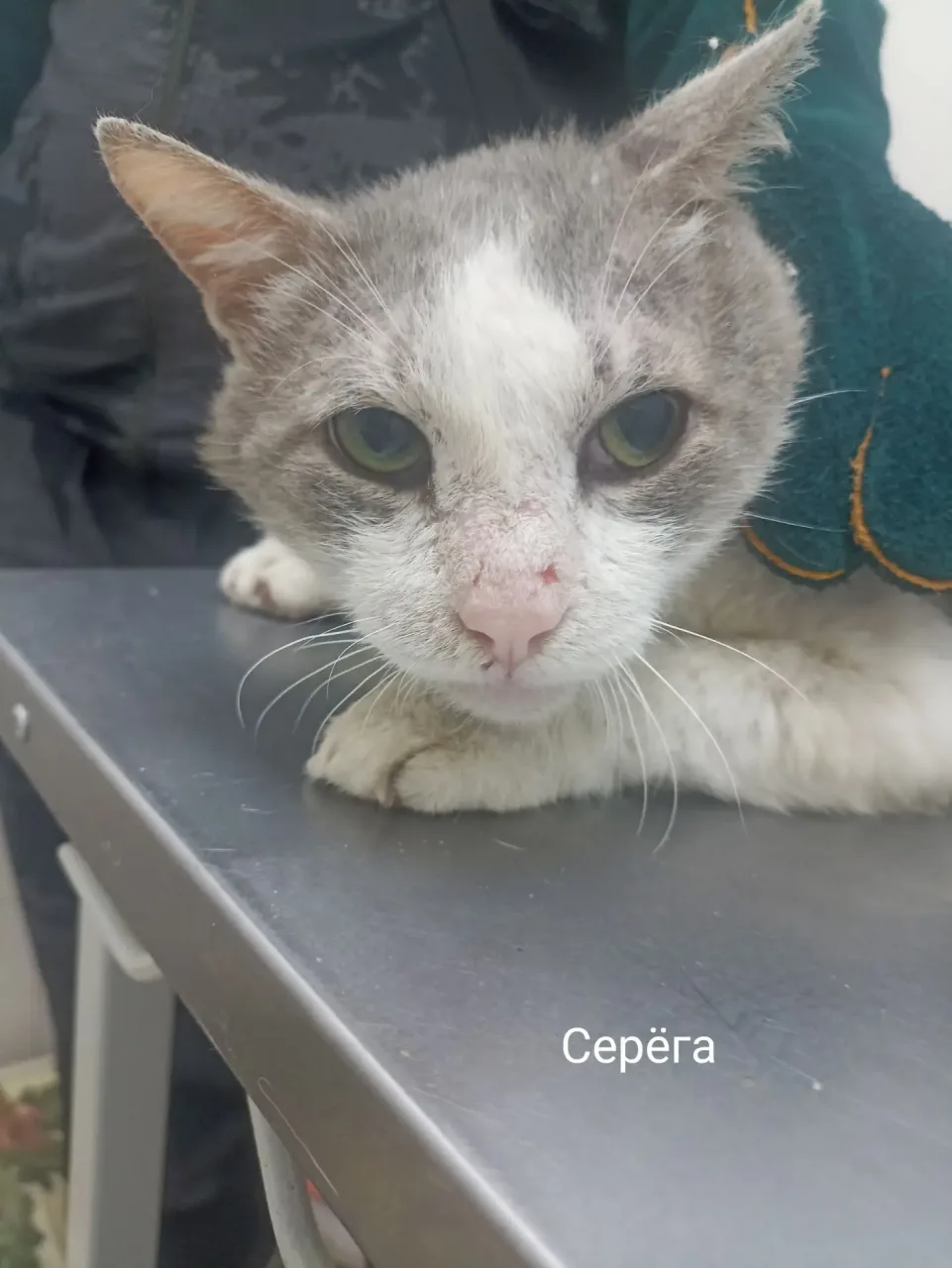Кошка Серега, кот, Приют Малинки (Кожухово), Москва. Фото 1 из 1.