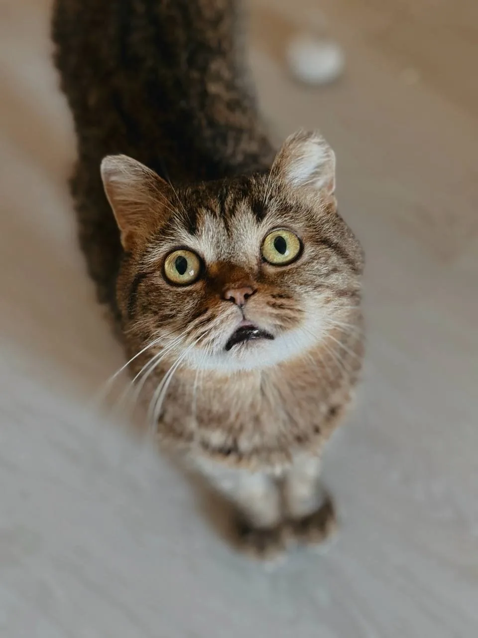 Кошка Имбирь, кот, Meow Family, Москва. Фото 2 из 2.