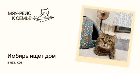 Имбирь — кошка Около 5 лет, Москва