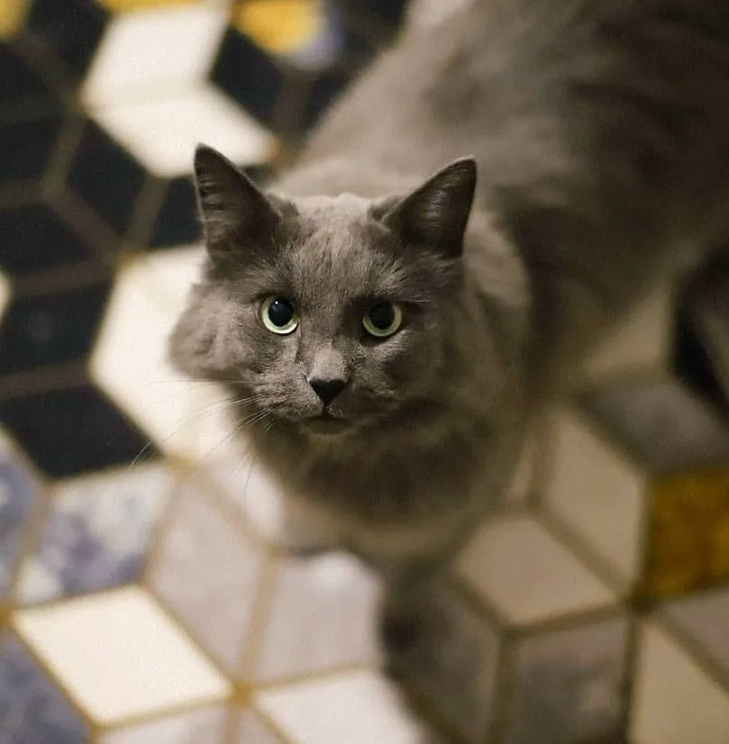 Кошка Сырник, кот, Meow Family, Москва. Фото 2 из 3.
