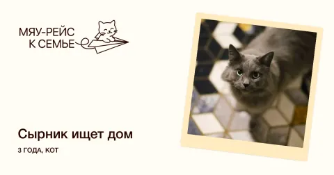 Сырник — кошка Около 3 лет, Москва