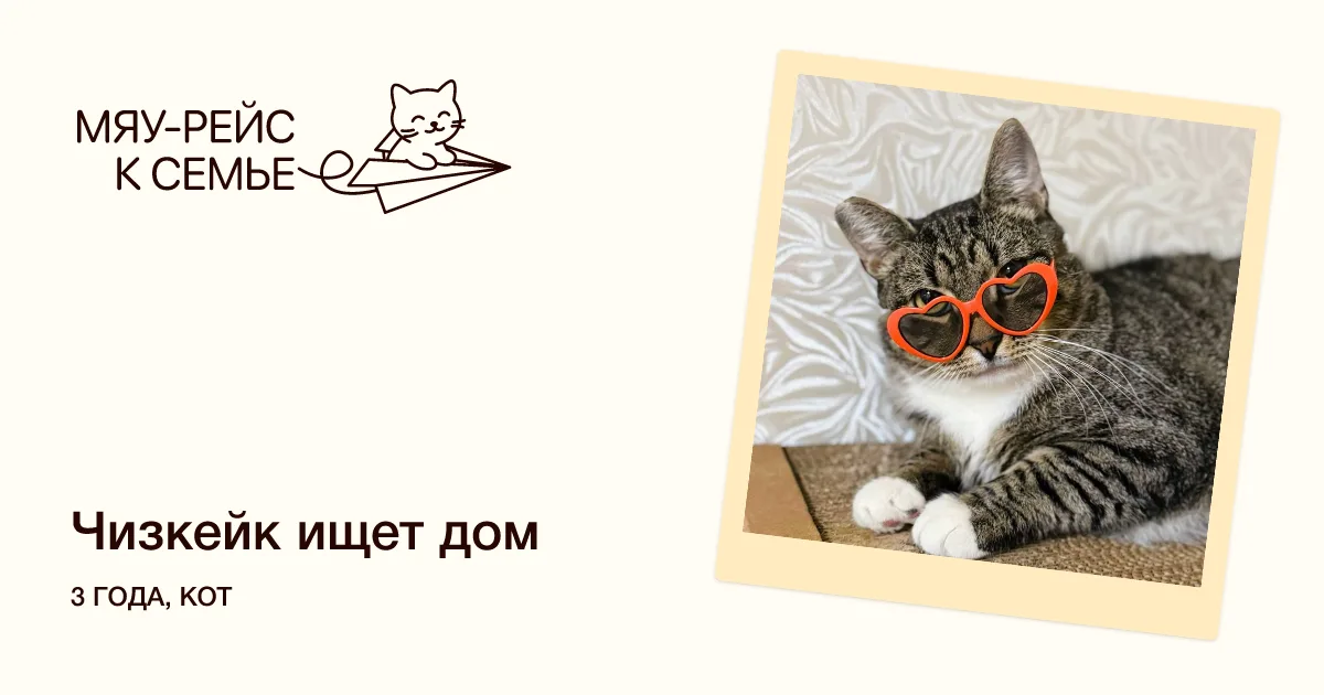 Кошка Чизкейк, кот, Meow Family, Москва. Фото 1 из 2.