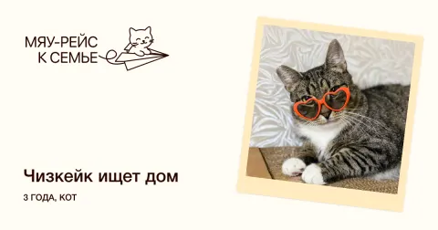 Чизкейк — кошка Около 3 лет, Москва