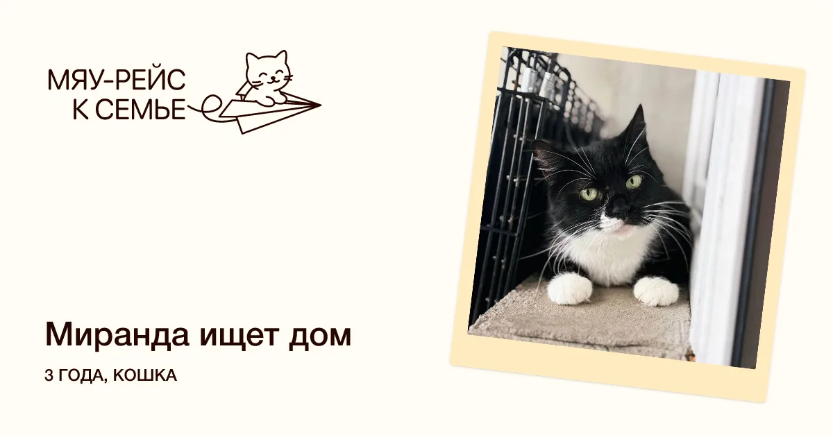 Кошка Миранда, кошка, Meow Family, Москва. Фото 1 из 2.